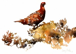 red grouse                           